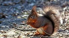 Eichhörnchen (8).jpg